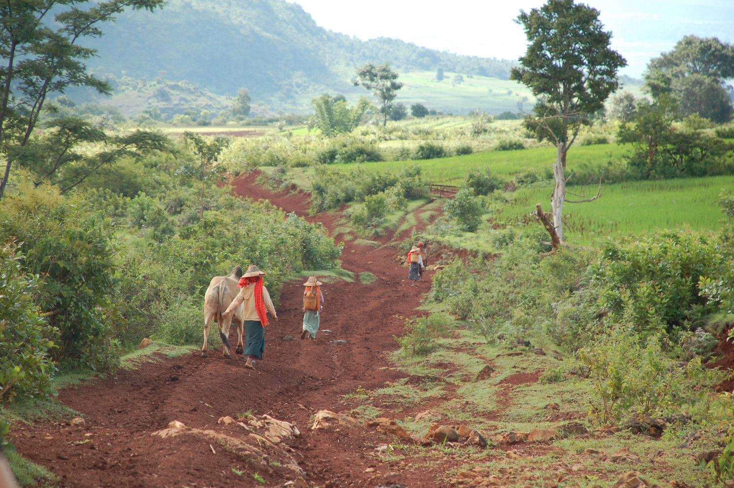 The Stories of Sapahn Series: Orange Scarf